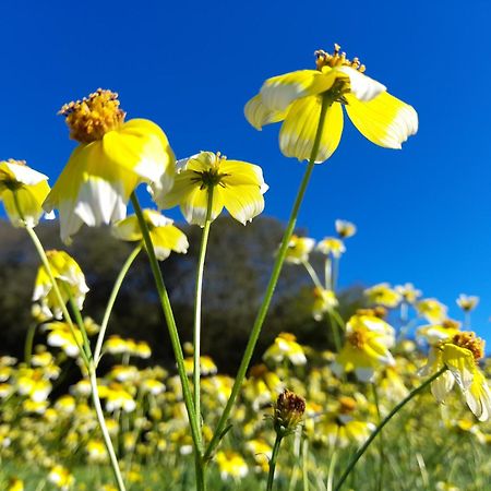 Nova Alofa Caravan Monchique Dış mekan fotoğraf